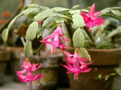 Christmas cactus with pink flowers
