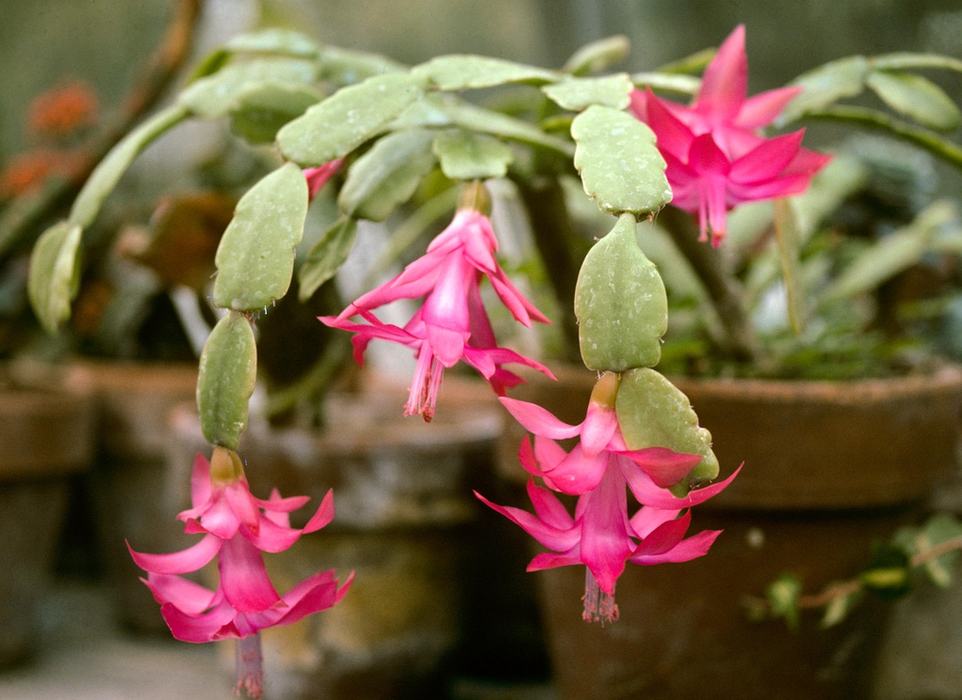 Christmas cactus with pink flowers