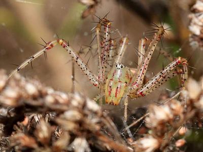 Green-yellow spiny-legged spider on web among dried brown plant material