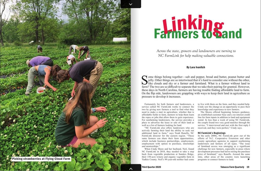 People picking strawberries
