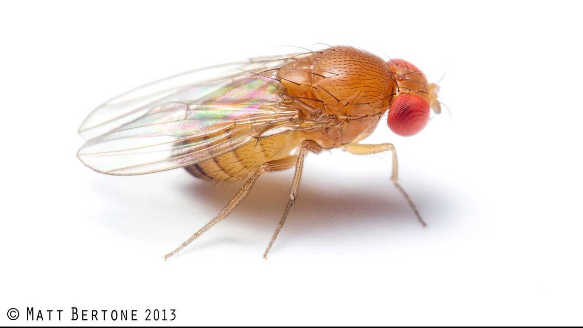 Female spotted wing Drosophila (Drosophilidae)