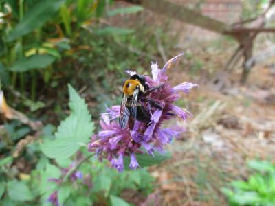 Bee on plant