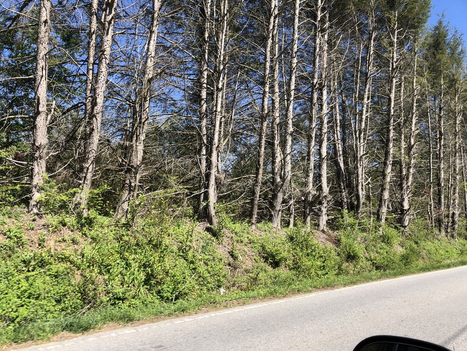 old overgrown pine hedge