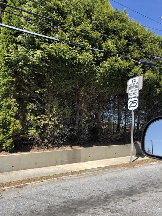 overgrown arborvitae hedge