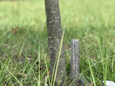 This alternate method of staking holds the root ball down without using above ground materials that can be unsightly and trip hazards. These stakes breakdown naturally, and do not need to be removed. Photo by Katy Shook
