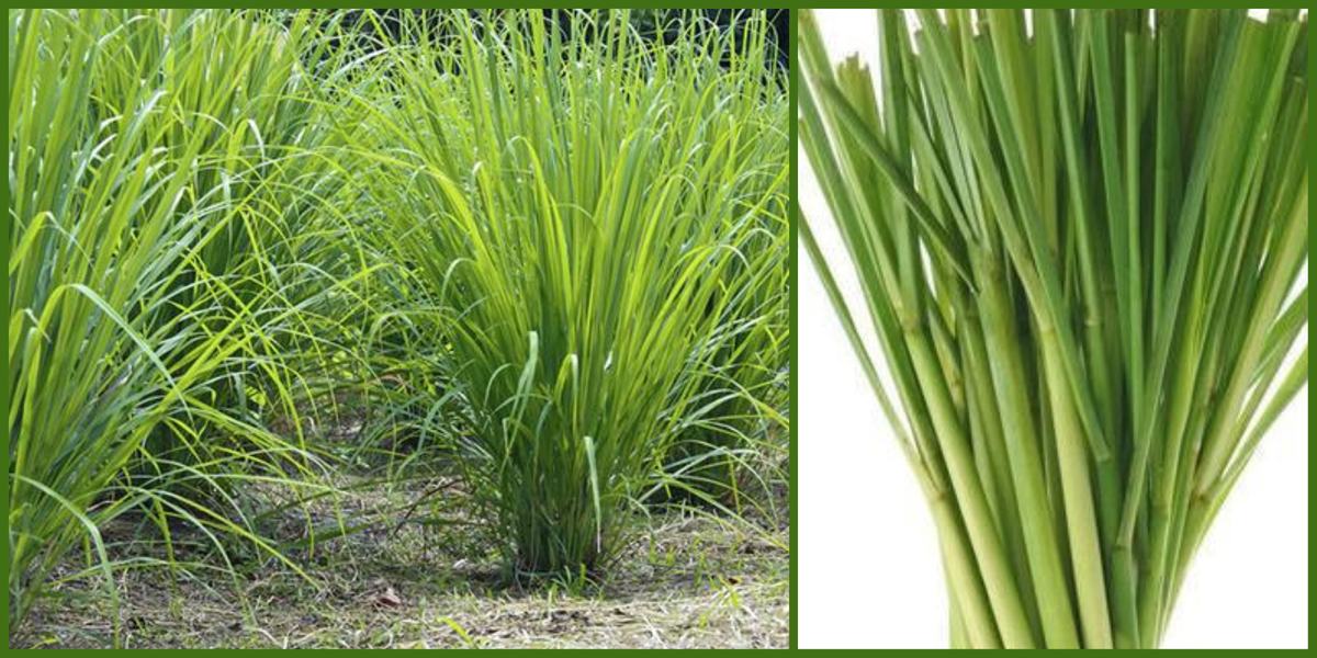 lemon grass