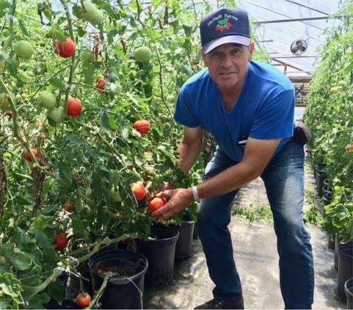 man with tomato plants