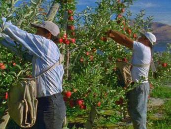 Two workers picking red apples from orchard trees, each with a canvas harvest bag.