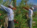 Two workers picking red apples from orchard trees, each with a canvas harvest bag.