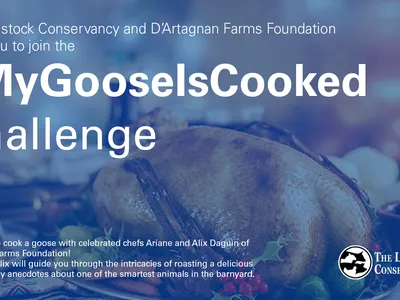 banner with a cooked goose and text The Livestock Conservancy and D'Artagnan Farms Foundation invite you to join the #MyGooseIsCooked challenge
