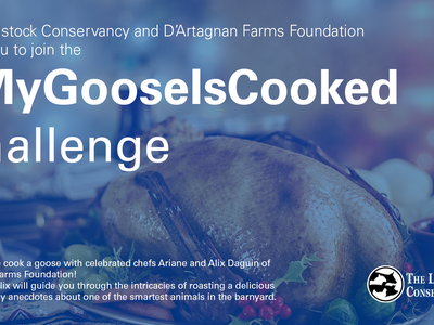 banner with a cooked goose and text The Livestock Conservancy and D'Artagnan Farms Foundation invite you to join the #MyGooseIsCooked challenge