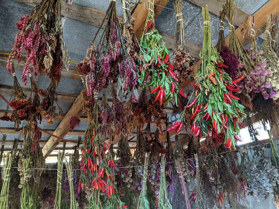 Flowers and rooster peppers drying in the shed