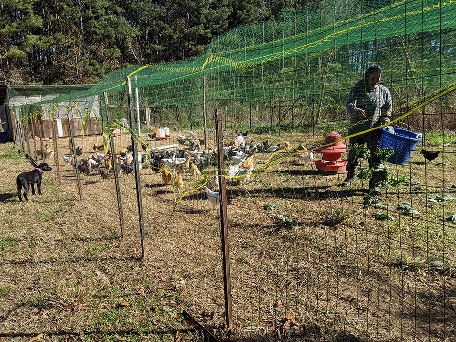 Mike throws out some fresh greens for the hens