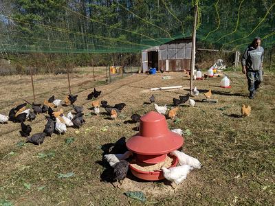 Chickens feeding at red feeder in fenced pasture with coop and person nearby