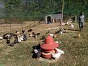 Chickens feeding at red feeder in fenced pasture with coop and person nearby
