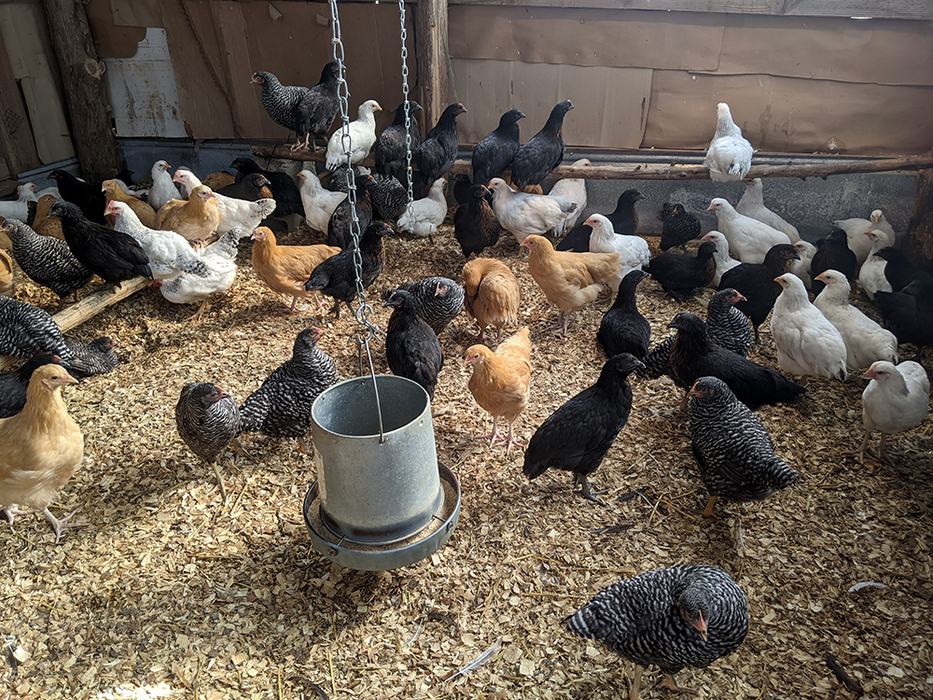 Young hens in the brooder