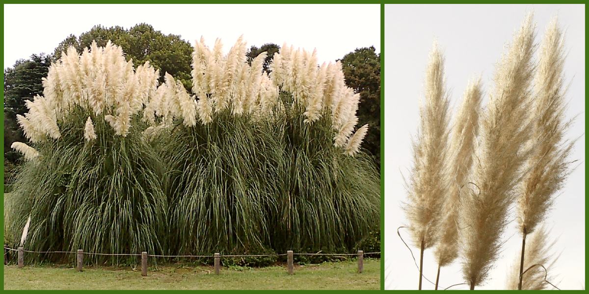 pampas grass