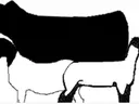 Silhouettes of a cow overlapping a goat (left) and a sheep (right)
