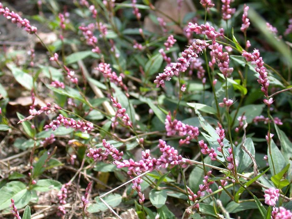 Oriental lady's thumb is an invasive weed in the buckwheat family. (Credit: Keisotyo)