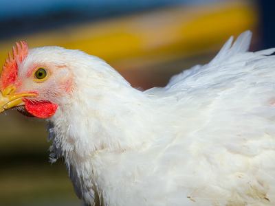 broiler chicken in profile