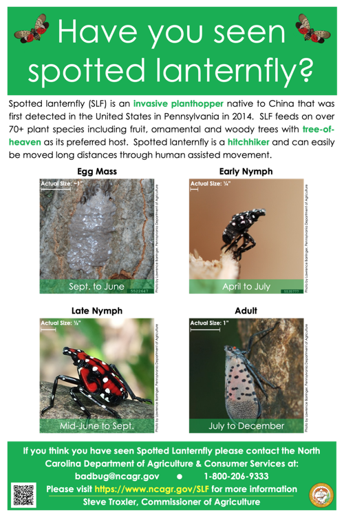 Spotted lanternfly