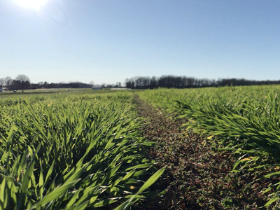 Low-angle view of a narrow dirt path through green grass field toward distant treeline