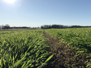 Low-angle view of a narrow dirt path through green grass field toward distant treeline