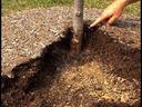 Volcano Mulching