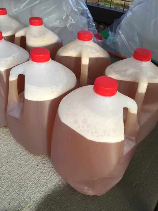 Jugs of apple cider
