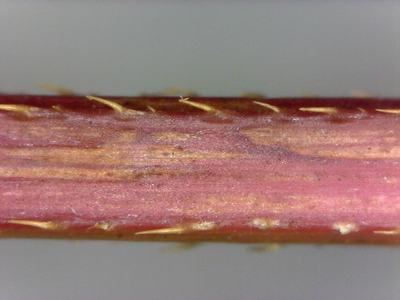 Stem is square in cross-section