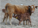 Brown cow standing in dry field while calf nurses at her udder; ear tags visible