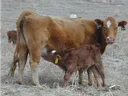 Brown cow standing in dry field while calf nurses at her udder; ear tags visible