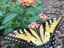 Female Easter Tiger Swallowtail (Papillo glaucus) on lantana. Photo: Phyllis Smith
