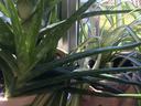 Aloe vera and variegated spider plant in pots on a sunlit windowsill, pig-shaped planter visible