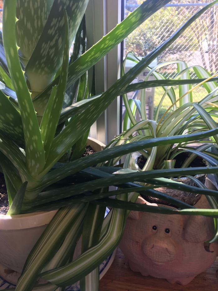 Aloe vera and variegated spider plant in pots on a sunlit windowsill, pig-shaped planter visible