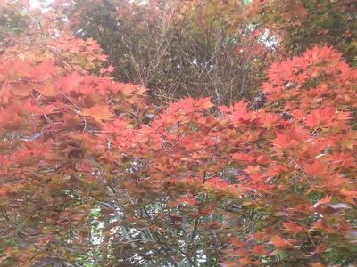 Japanese maple cold damage