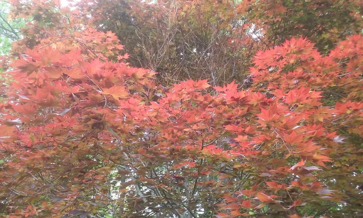 Japanese maple cold damage