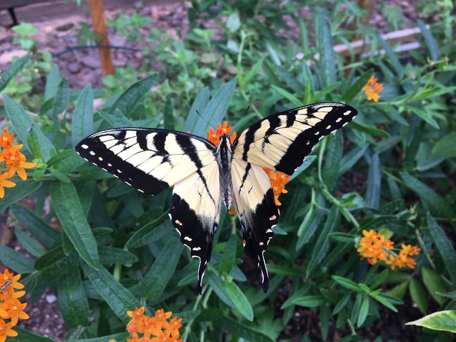 Male Eastern Tiger Swallowtail (Papillo glaucus). Photo: Phyllis Smith