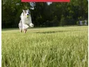 organic lawns