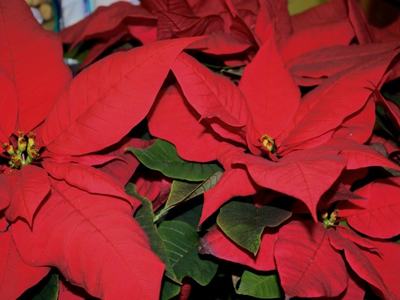Poinsettia