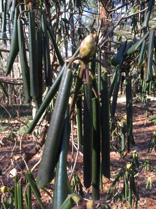 rhododendron in cold