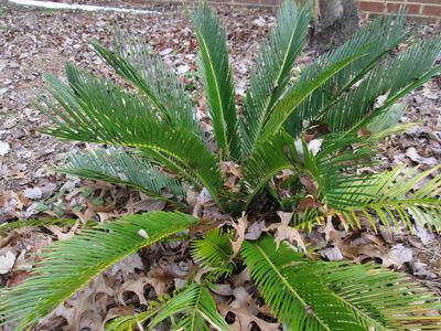 Sago palm