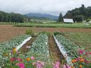 Specialty crops seen at the Mountain Horticultural Crops Research Station