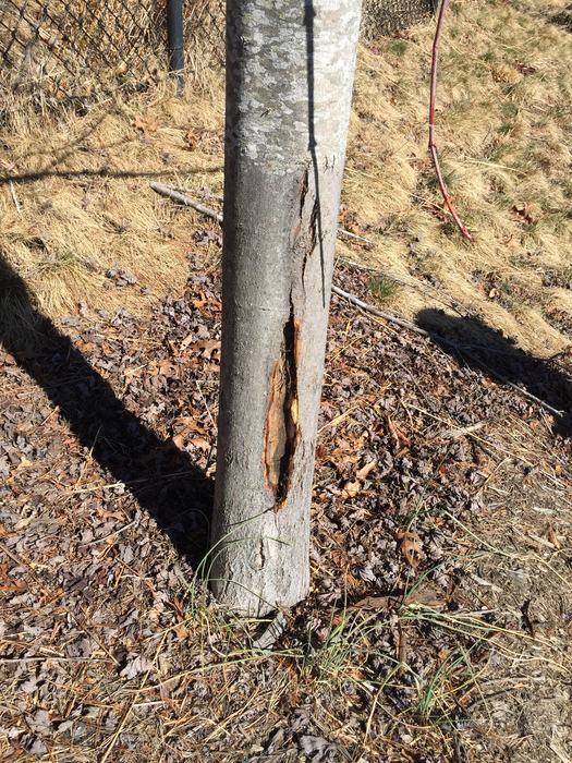 bark damage