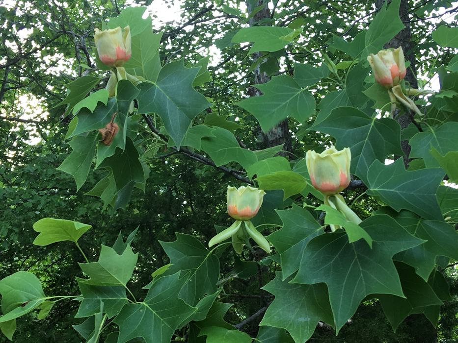 Liriodendron tulipfera Photo: Phyllis Smith