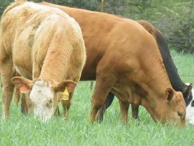 Three cows grazing in pasture