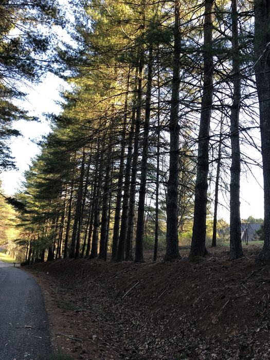 white pine hedge overgrown