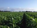 Rows of green crop plants in a large field extending toward the horizon under a blue sky