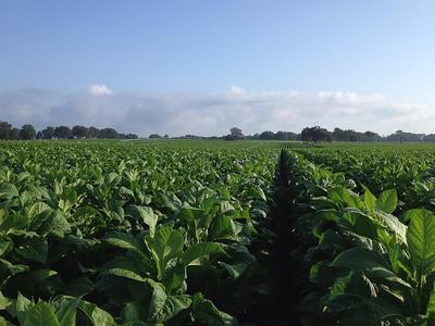 Rows of green crop plants in a large field extending toward the horizon under a blue sky
