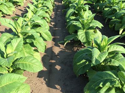 Rows of green tobacco plants in neat field rows with bare soil pathways